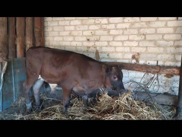 Купил породистого бычка