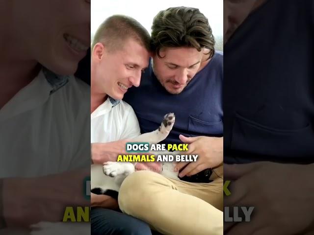 Why dogs love belly rubs?