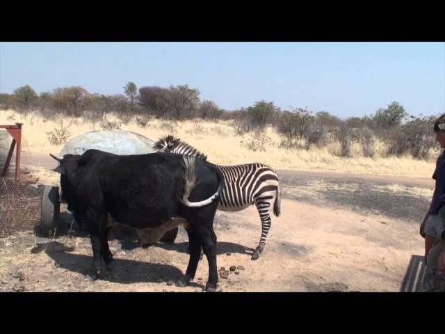 BULL VS ZEBRA