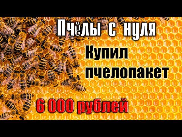 Пчёлы с нуля. Покупаю пчелопакет