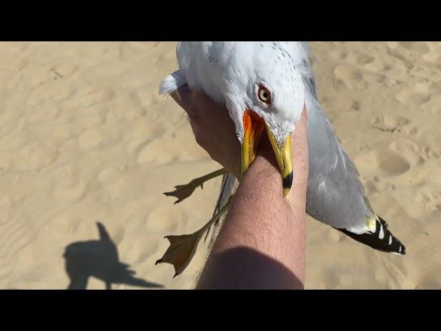 I caught a seagull....