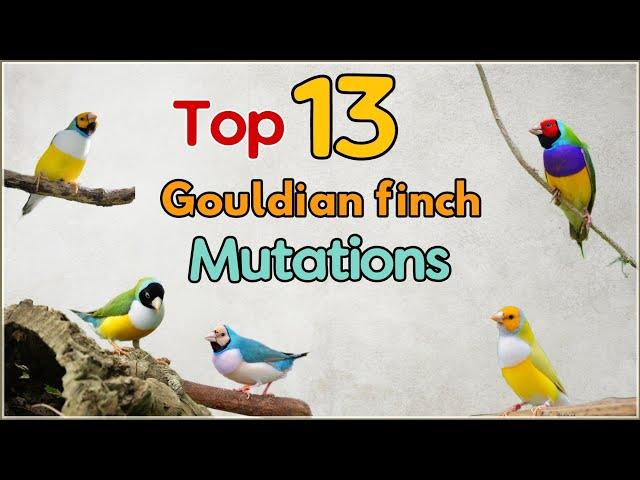 13 Top Gouldian Finch Mutations | 13 Varieties of Gouldian Finches|13 Types of Gouldian Finches