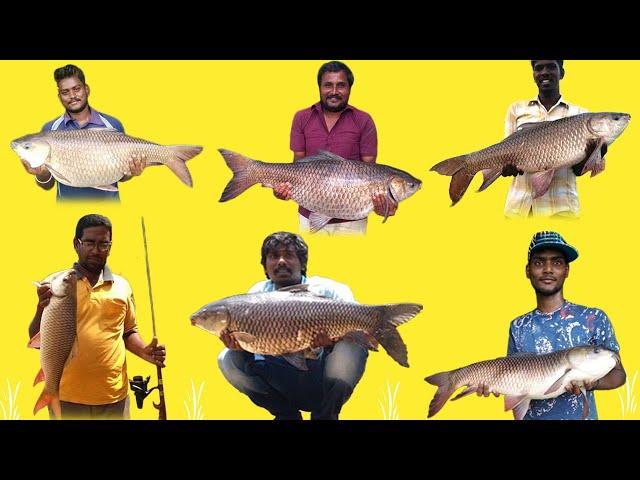 Fishing trailer | Giant monster carp fishing experts hook stars journey..!!