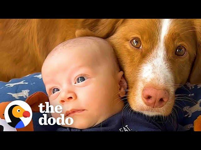 Dog Surprises Her Dad With Pregnancy Test | The Dodo