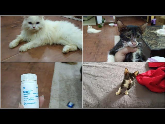 Pakistan's First Cats vlogging Channel || Best Medicine for Cats Wounds, cuts