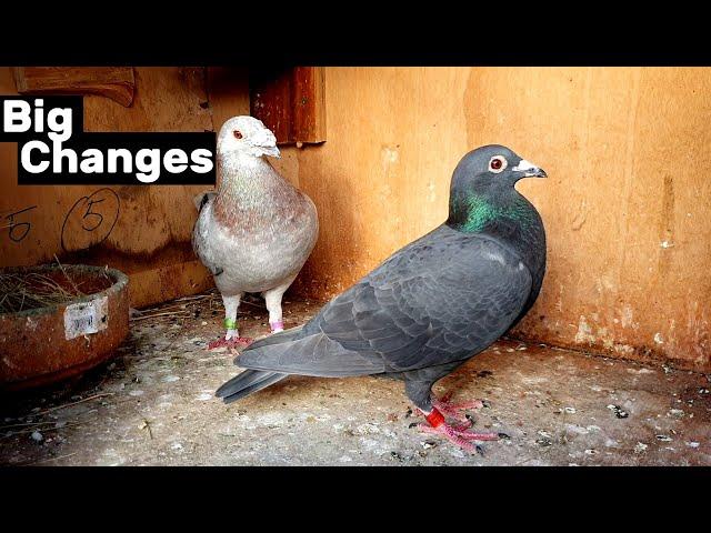 Big Changes in my Pigeon Breeding Program