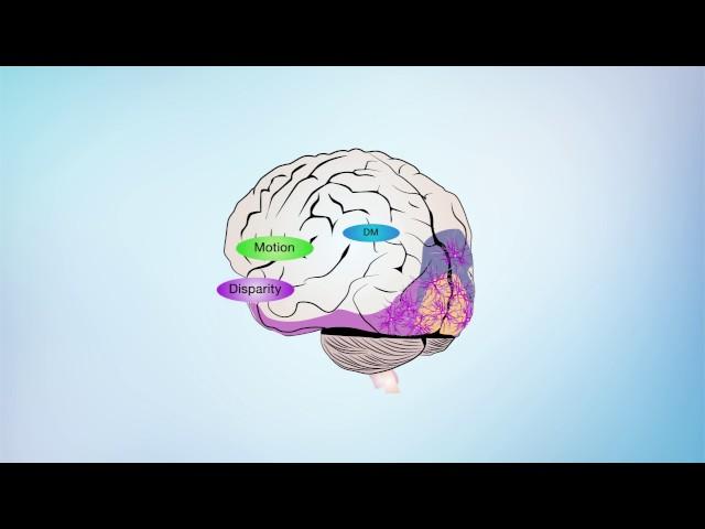 The human brain in depth: how we see in 3D