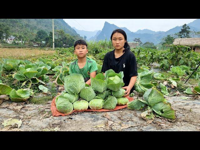 The Orphan Boy and the Mute Girl, Harvest cabbage in the forest to sell l Forest life