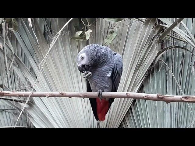 parrot sounds for pet parrot - african grey parrot sounds in the wild