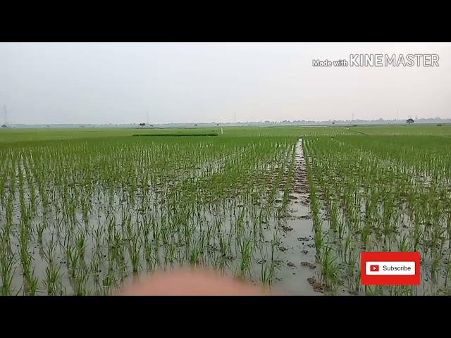 Mancing belut. Di kerjain sama belut.belutnya lagi bertelur tukang ngurek