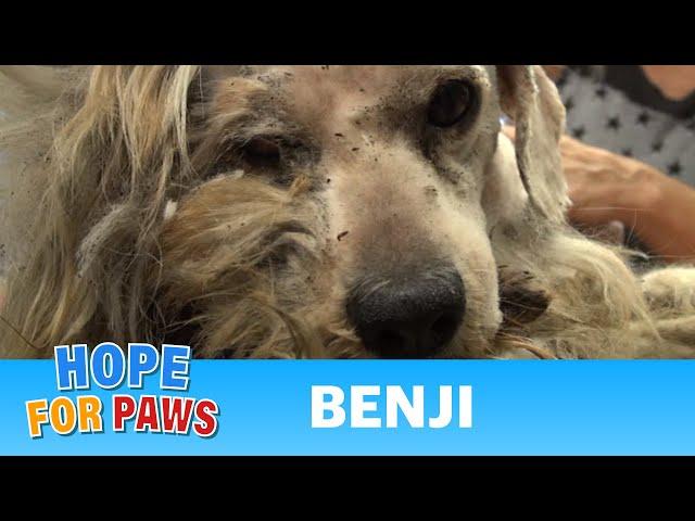 Hope For Paws: Benji was homeless his whole life... WATCH what happens next!  Please share.#dog