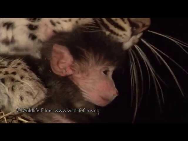 Incredible leopard and baby baboon interaction