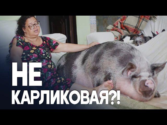 Как карликовая свинья выросла до 250 кг