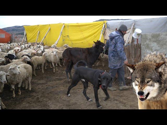 TOPAL KURT GÖRÜNTÜLENDİ ! ÇOBANLARIN BAŞINA BELA OLAN KURTLAR VE 6 KURT BOĞAN EFSANE ÇOBAN KÖPEKLERİ