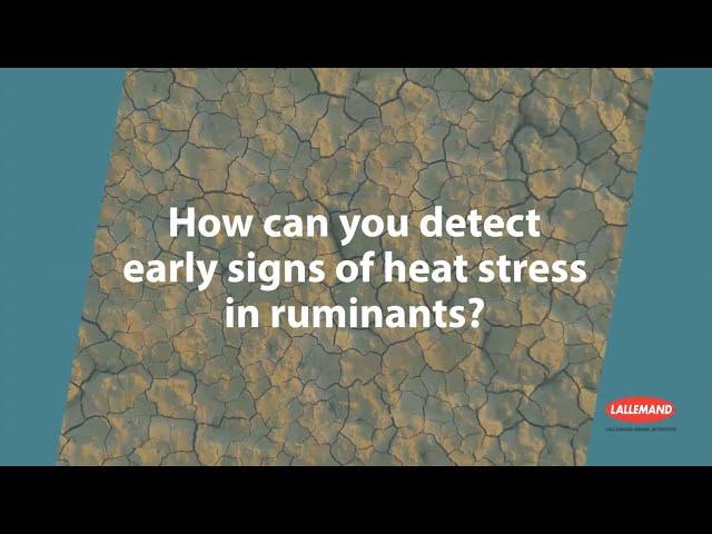 How can you detect early signs of heat stress in ruminants?