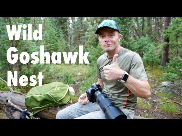 Visiting a Wild Northern Goshawk Nest In Wyoming