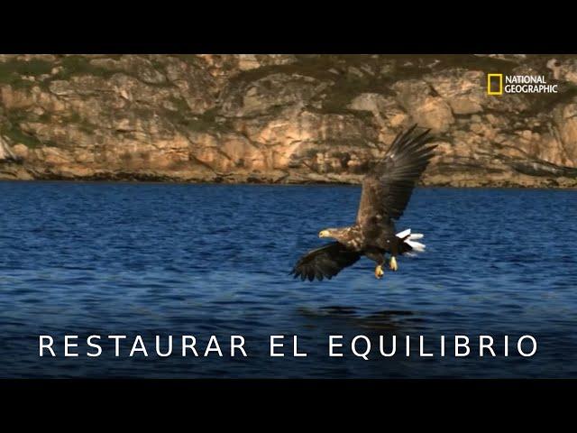 Restaurando la naturaleza | Eco Eye soluciones sustentables