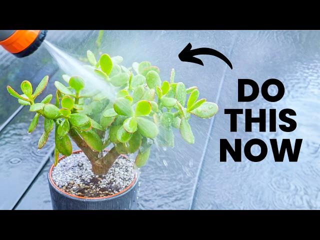 10 Years of Plant Advice in 11 Minutes