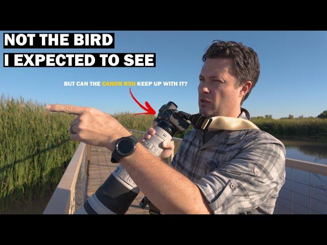 Bird Photography At Bosque del Apache: One hour. One target bird.  (Canon R5II)