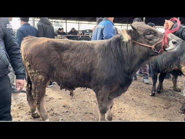 BOQMA BUQA NARXLARI ANDIJON XOJAOBOD MOL BOZORI TEL NOMERLARI BILAN 