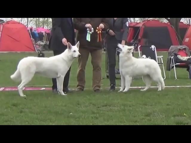 White German Shepherd vs White Swiss Shepherd - Difference Explained.mp4
