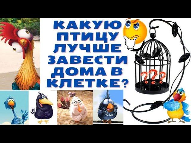 Какую птичку лучше завести дома