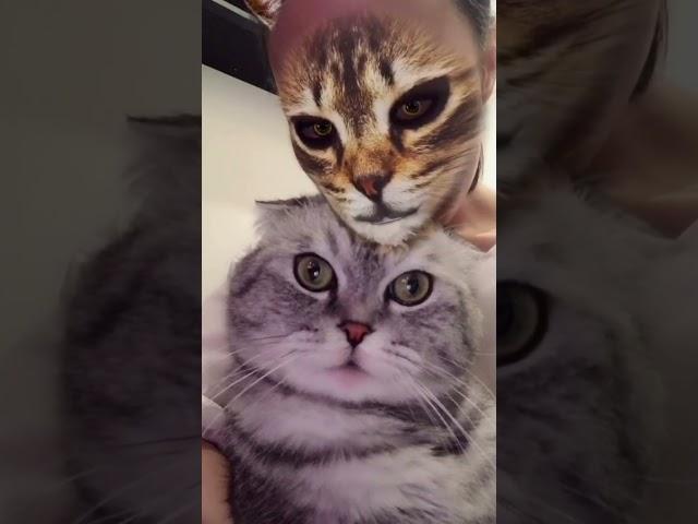 Cats react to cat filter 