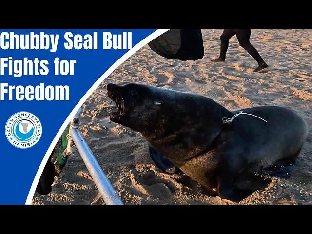 Chubby Seal Bull Fights for Freedom