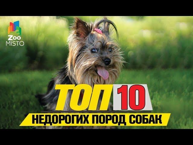 Топ 10 недорогих пород собак | Top 10 Inexpensive Dog Breeds