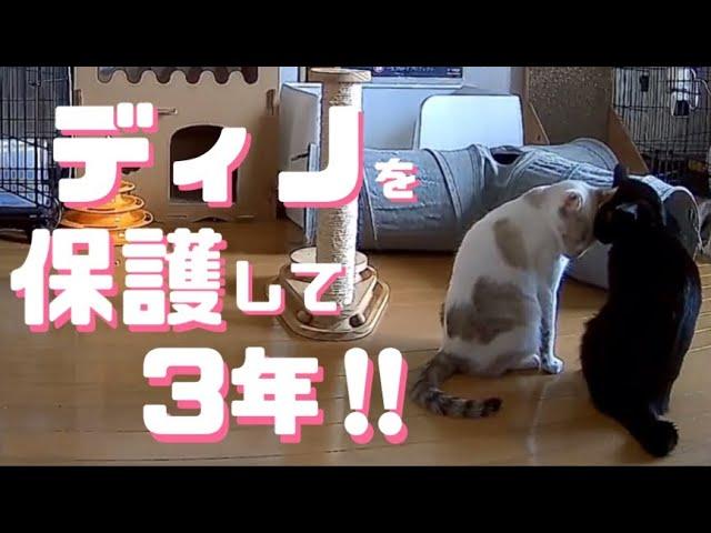 [元野良猫]#56 ぼろぼろガリガリだったディノを保護して3年が過ぎました‼️[近況報告]