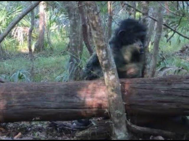 Skunkape Like Creature Captured on Gamecam in Florida