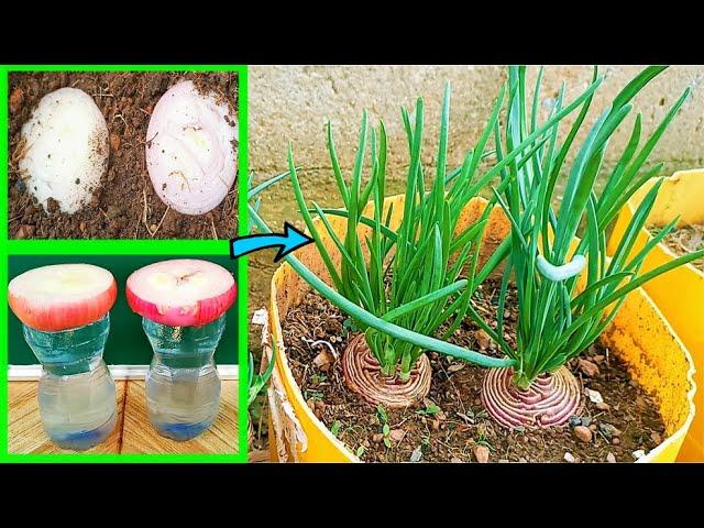 The fastest way to grow Onions from bulbs?