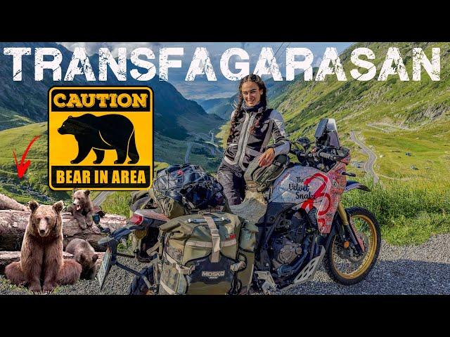 PERICOLO ORSI IN MOTO! La TRANSFAGARASAN con gli amici pelosi!