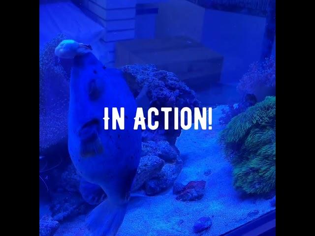 www.twitch.tv/nautilusaquaristik #fish #aquarium #meerwasser #meerwasseraquaristik #hobby