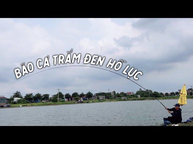 Bão Cá Trắm Đen Hồ Lục Và Cái Kết Cấm Câu