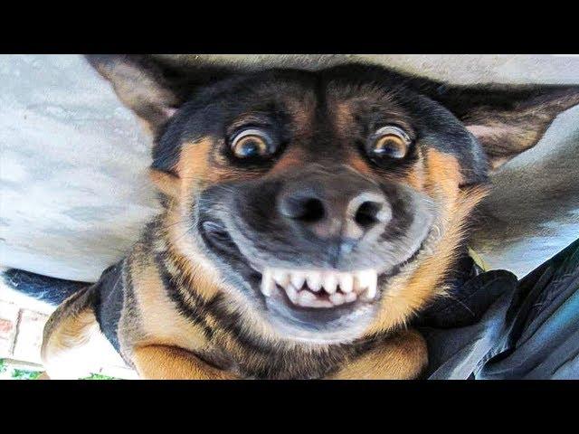  Funniest  Dogs and  Cats - Awesome Funny Pet Animals' Life Videos 