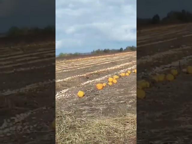 Збір врожаю гарбузів#гарбуз #pampkin #plants#врожай #молотимгарбуз#бізнес#насіння#technology#village