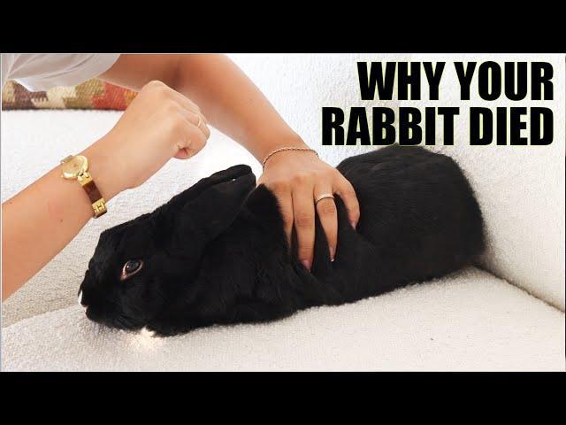 SIGNS YOUR RABBIT IS DYING...