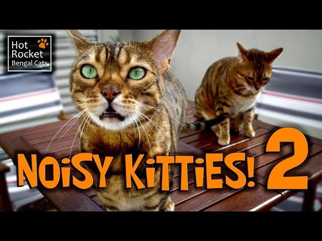 Bengal cats meowing, chirping, yowling - NOISY KITTIES 2!