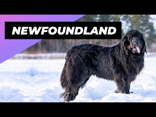 Newfoundland  One Of The Biggest Dog Breeds In The World #shorts
