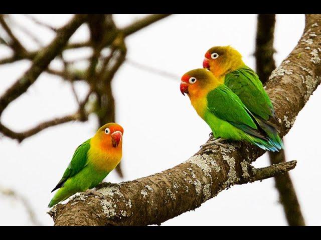Lovebird| Birds of Paradise| Exotic Birds| National Geographic| Birds for kids| Nature| Parrot