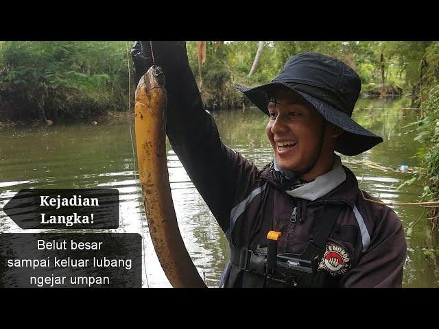 Mancing belut besar yang lapar, tarikannya bikin jari tangan memar