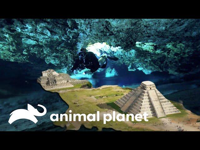 Los misterios que esconde Yucatán | Misterios de Nuestro Planeta | Animal Planet