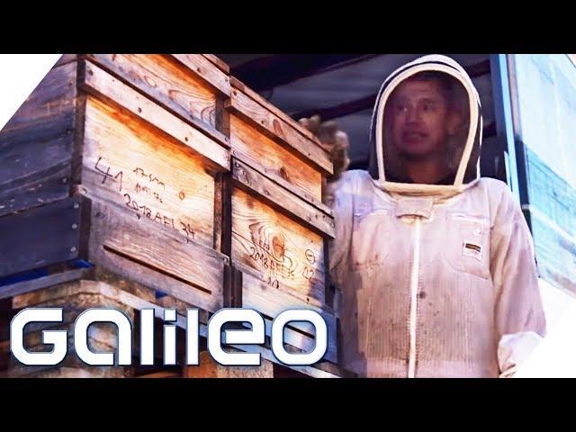 Leben zwischen Bienen - So hart ist der Job als Imker | Galileo | ProSieben