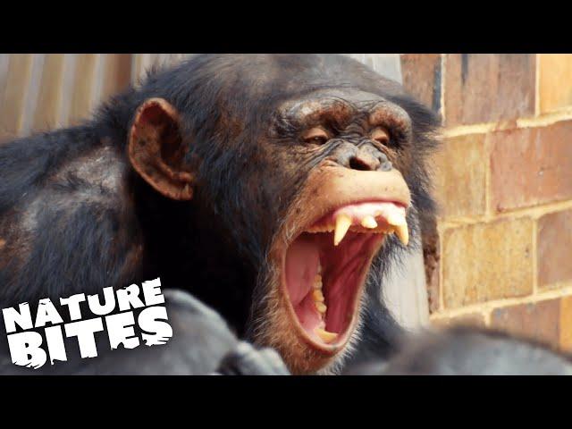 Terrifying Chimp Attack | The Secret Life of the Zoo | Nature Bites