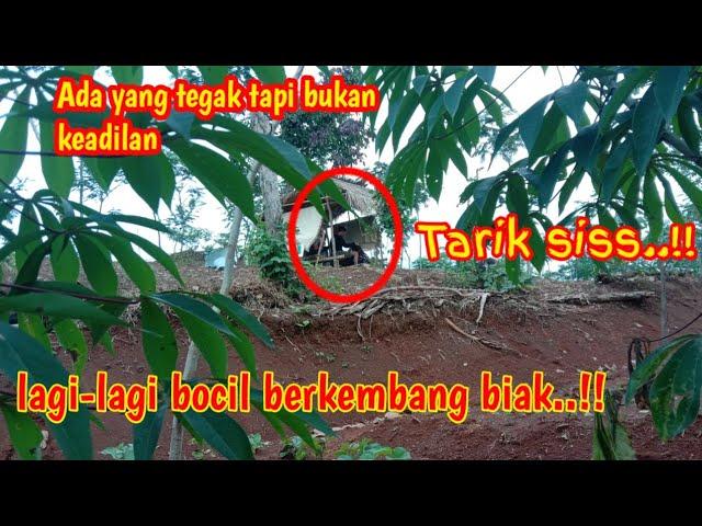 NGINTIP PENAMPAKAN BOCIL LAGI ASIK PACARAN DI KEBUN | berkembang biak sembarangan