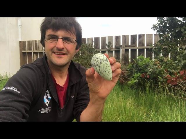 Guillemot Eggs (National Park Garden Ranger)/Wyau gwylogod (Gwasanaeth Gerddi y Parc Cenedlaethol)