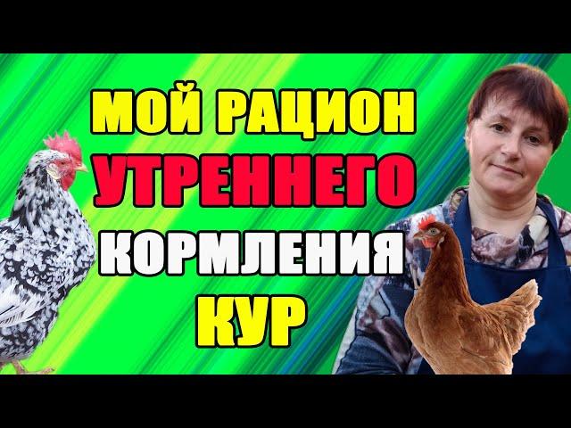 Как я кормлю своих кур по утрам. Просто и быстро.