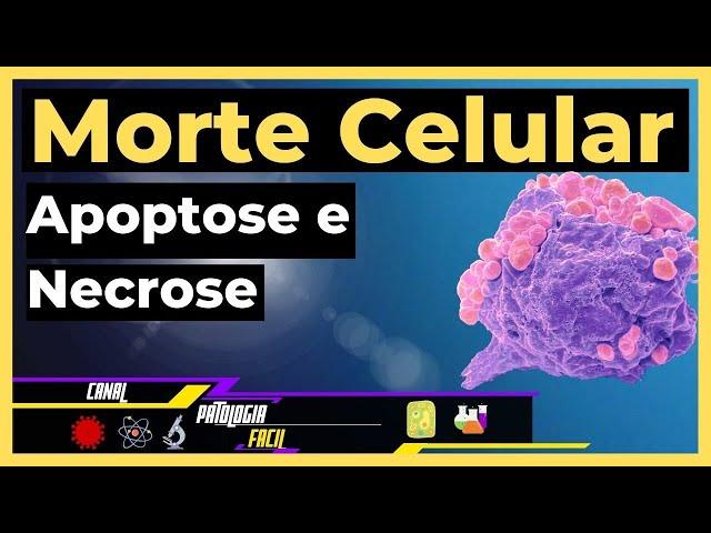 Apoptose e necrose: Morte celular (Patologia aula 3) [Atualizado]