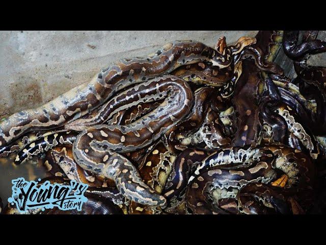 Extreme Food Cooking Hundreds of Kg Snake PYTHON | Extreme Kalimantan